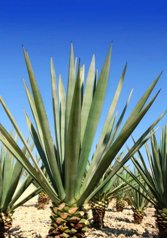 Agave