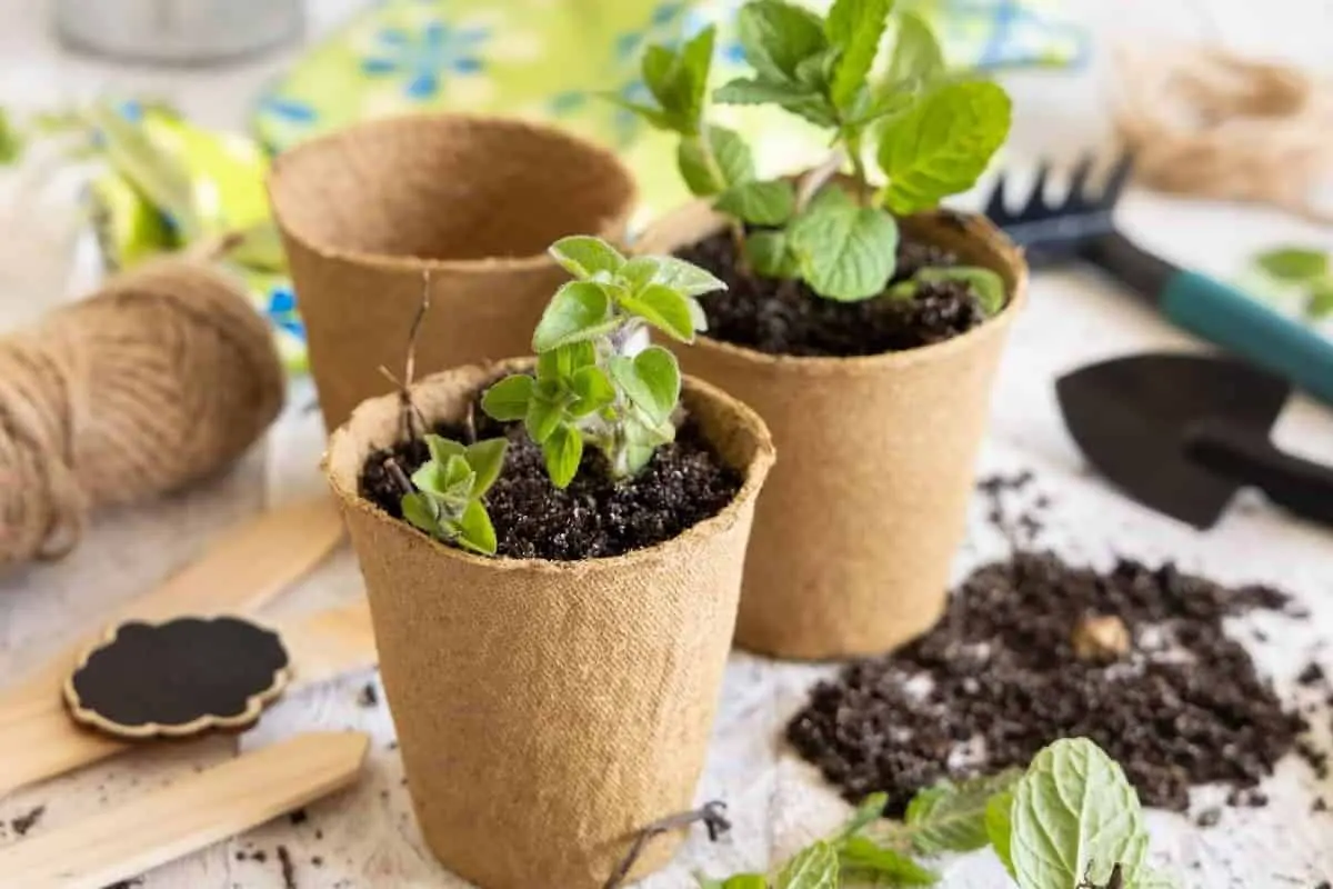 Mojito Mint Seeds