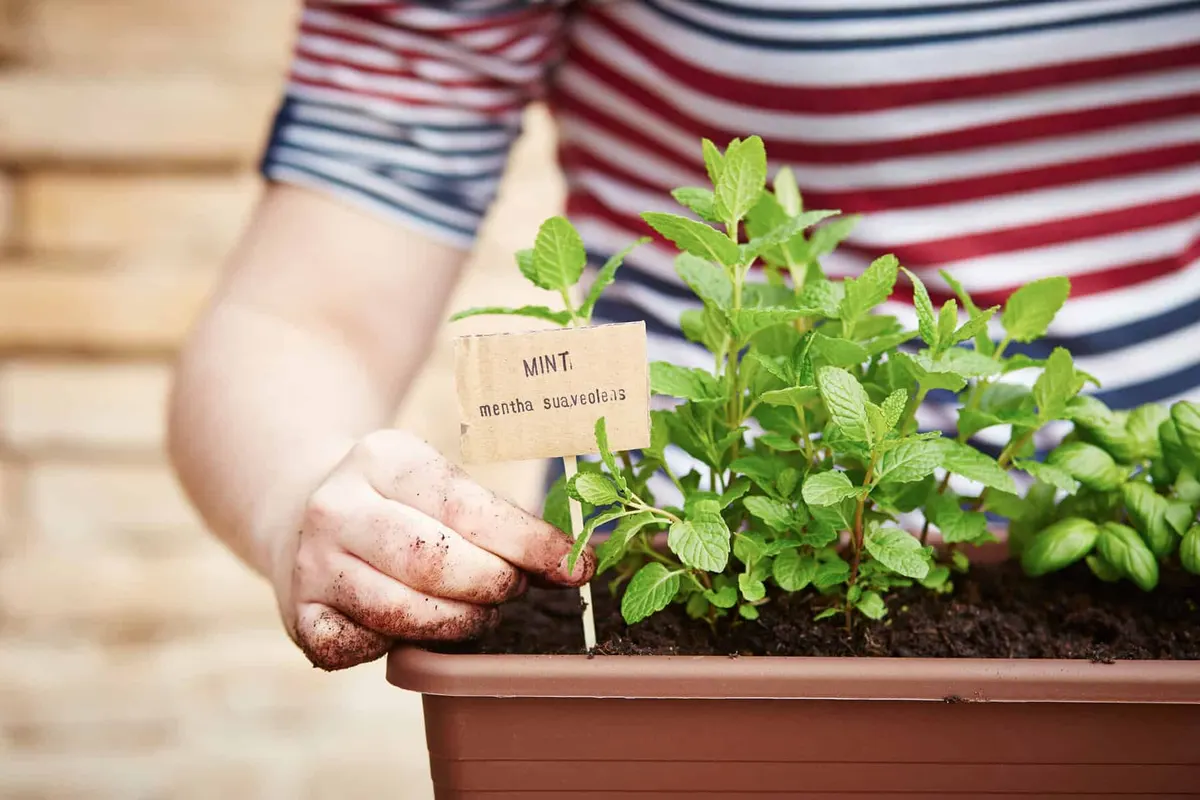 Plant Your Own Mojito Mint Plant