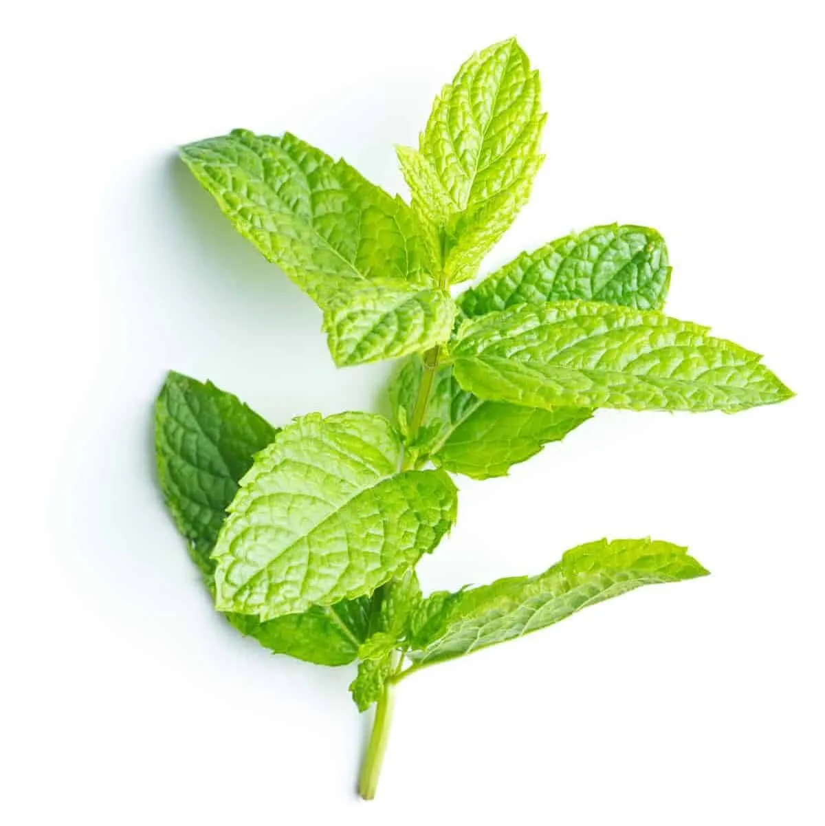 Types of Fresh Mint