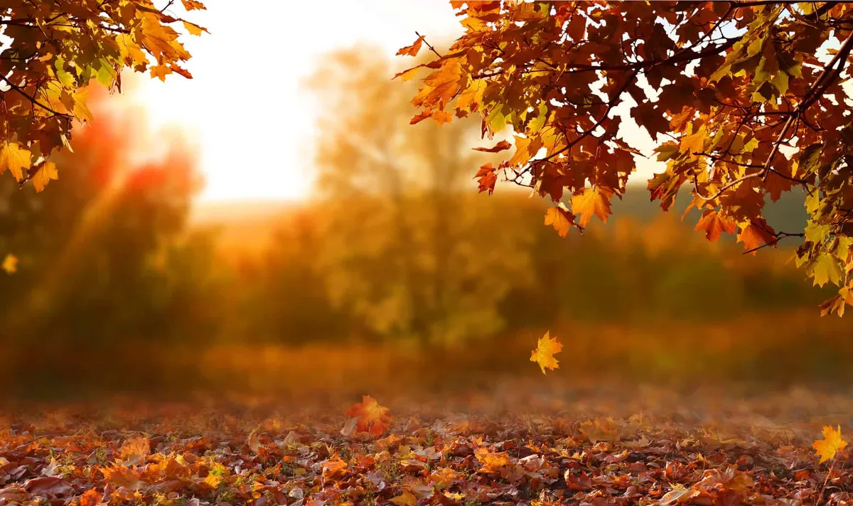 Fall season