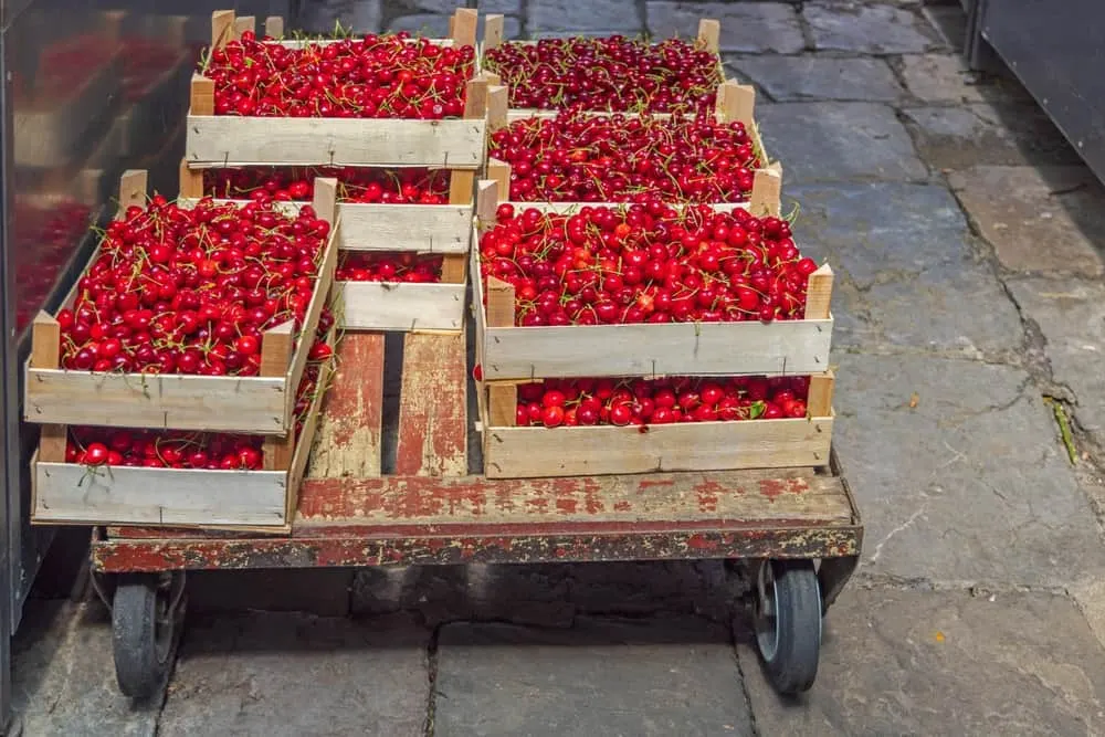 American Cherries