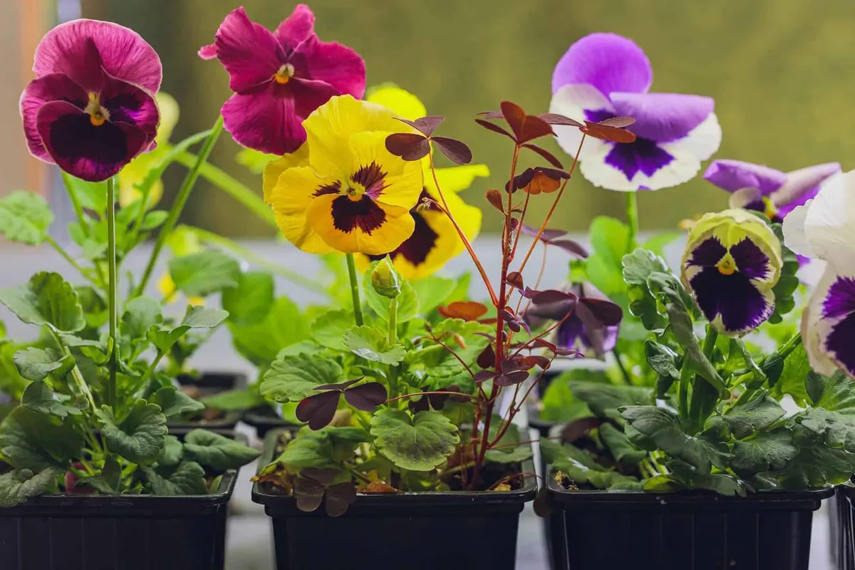 Flowers from your Own Garden