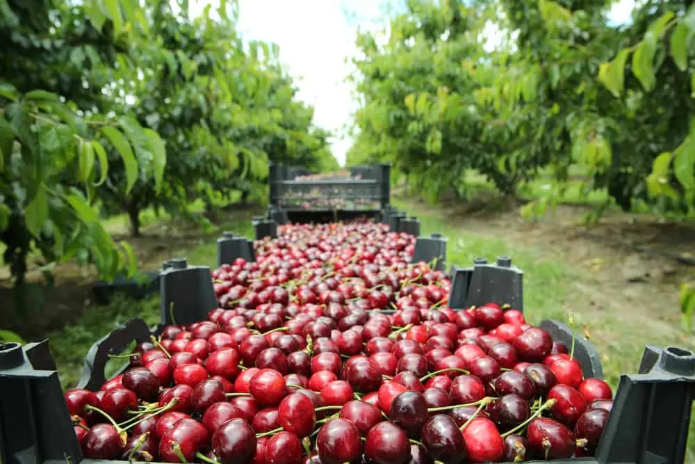 Italian Cherries