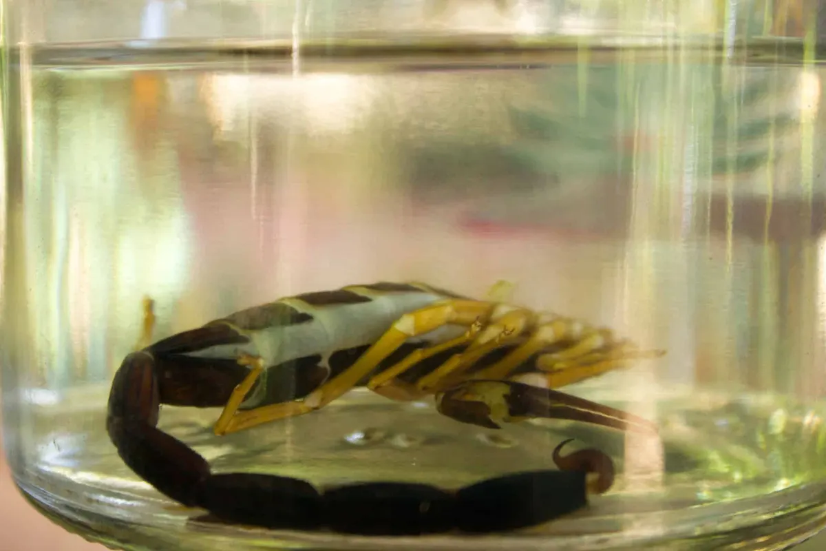 Can you eat the scorpion in tequila